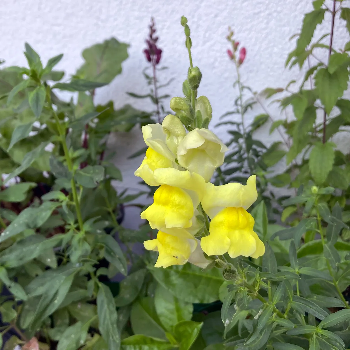 Hellgelbes Löwenmäulchen 'Canary Bird' (Antirrhinum majus) Samen