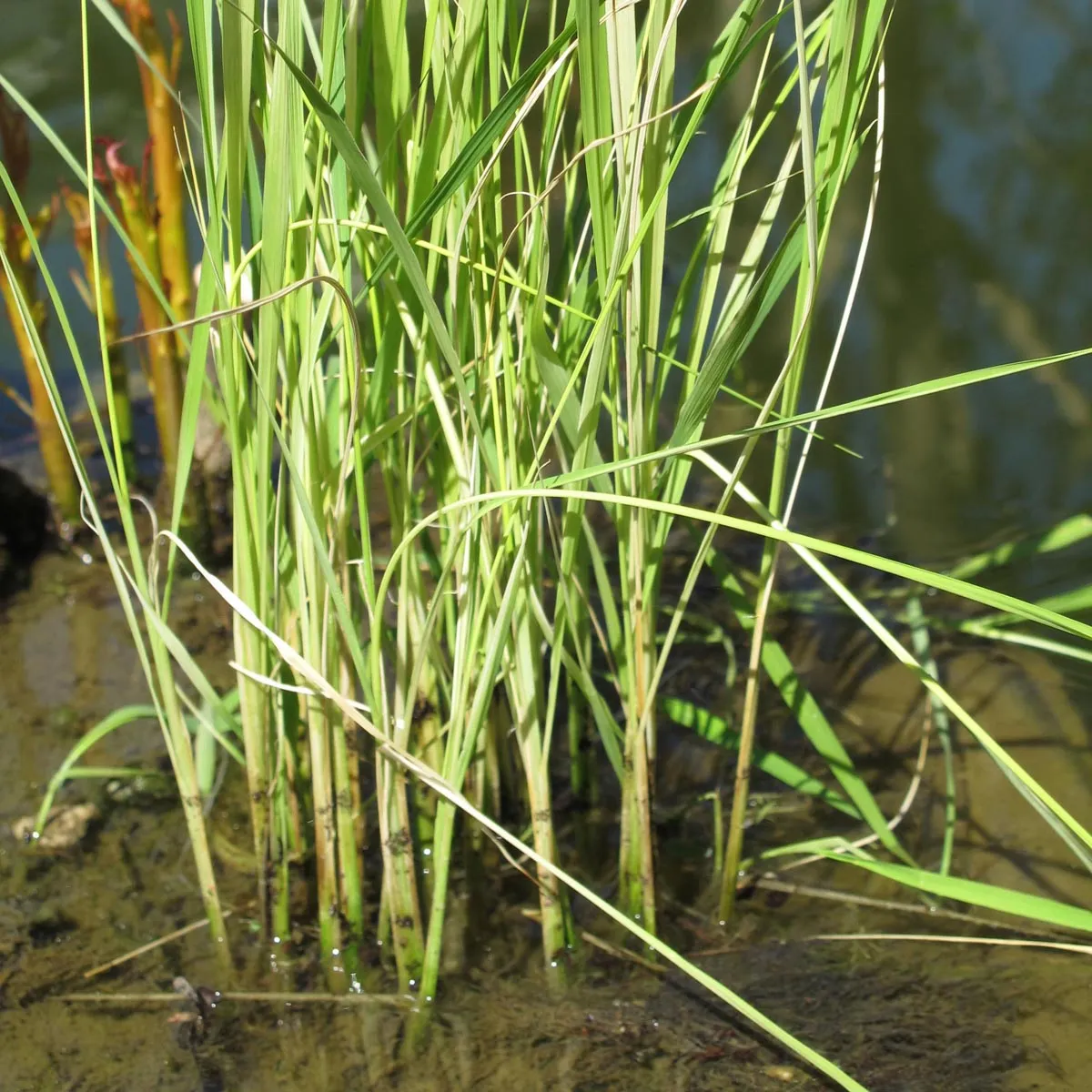 Reis 'Arborio Bianco' (Oryza sativa) Samen