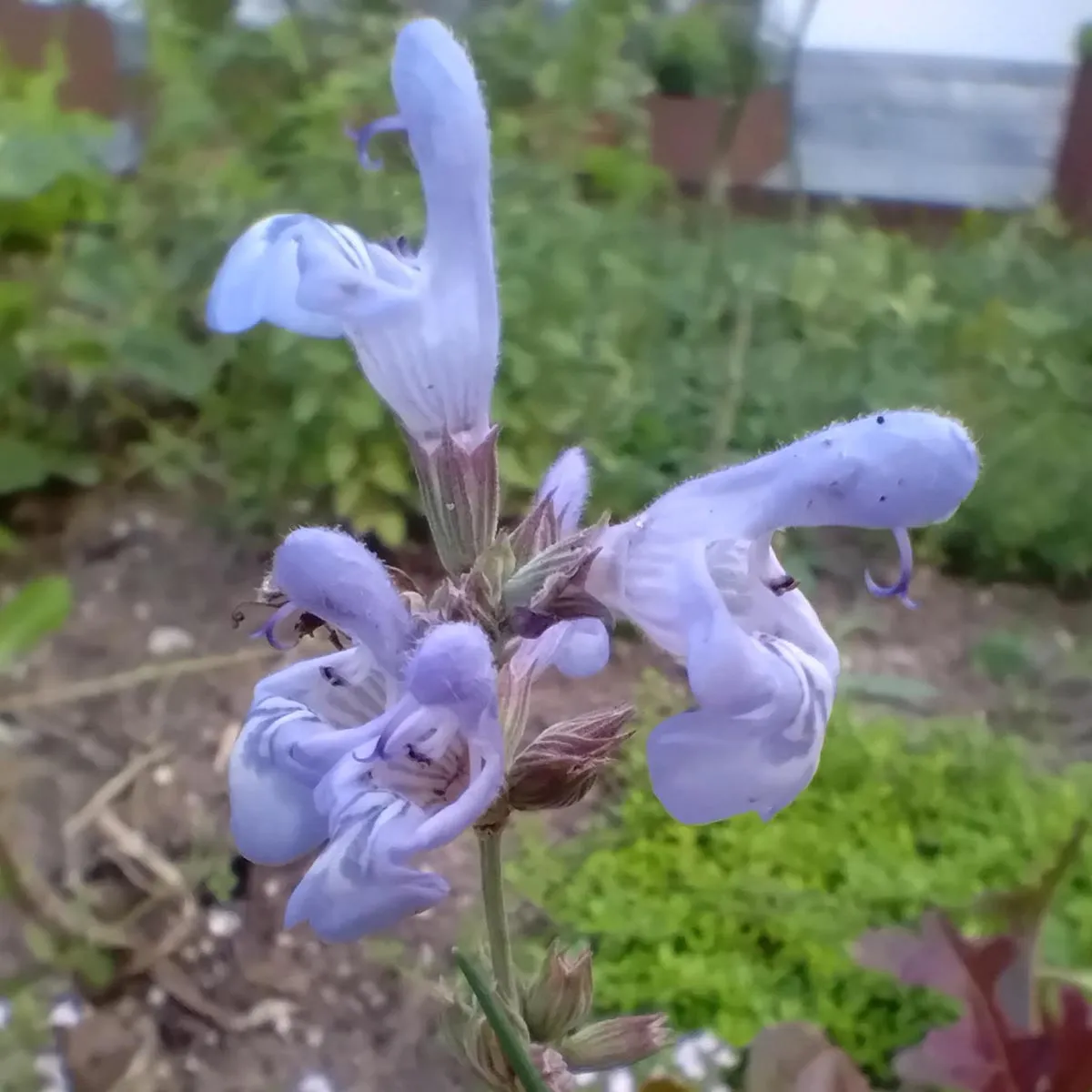 Spanischer Salbei (Salvia lavandulifolia) Samen