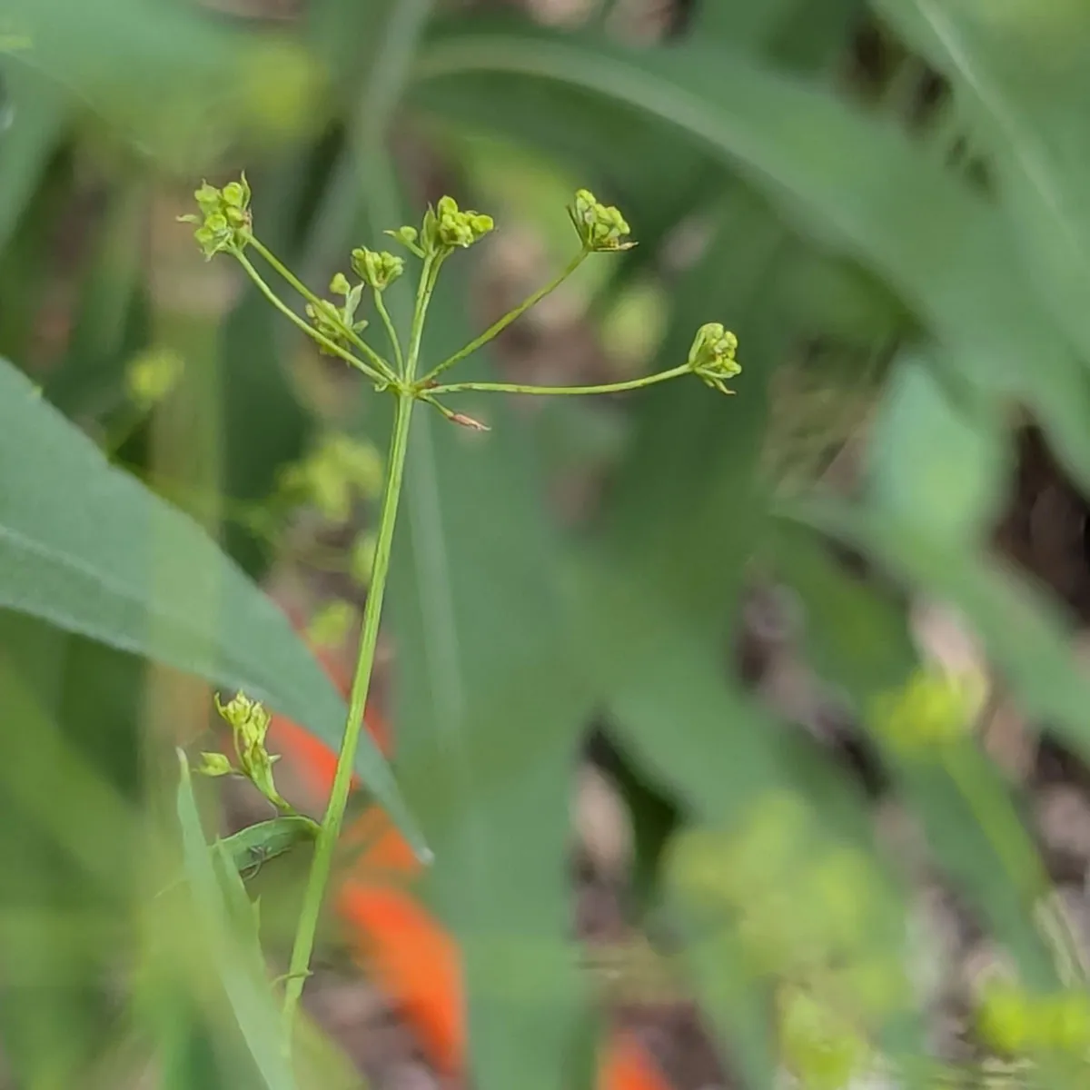 Sichelblättriges Hasenohr (Bupleurum falcatum) Samen