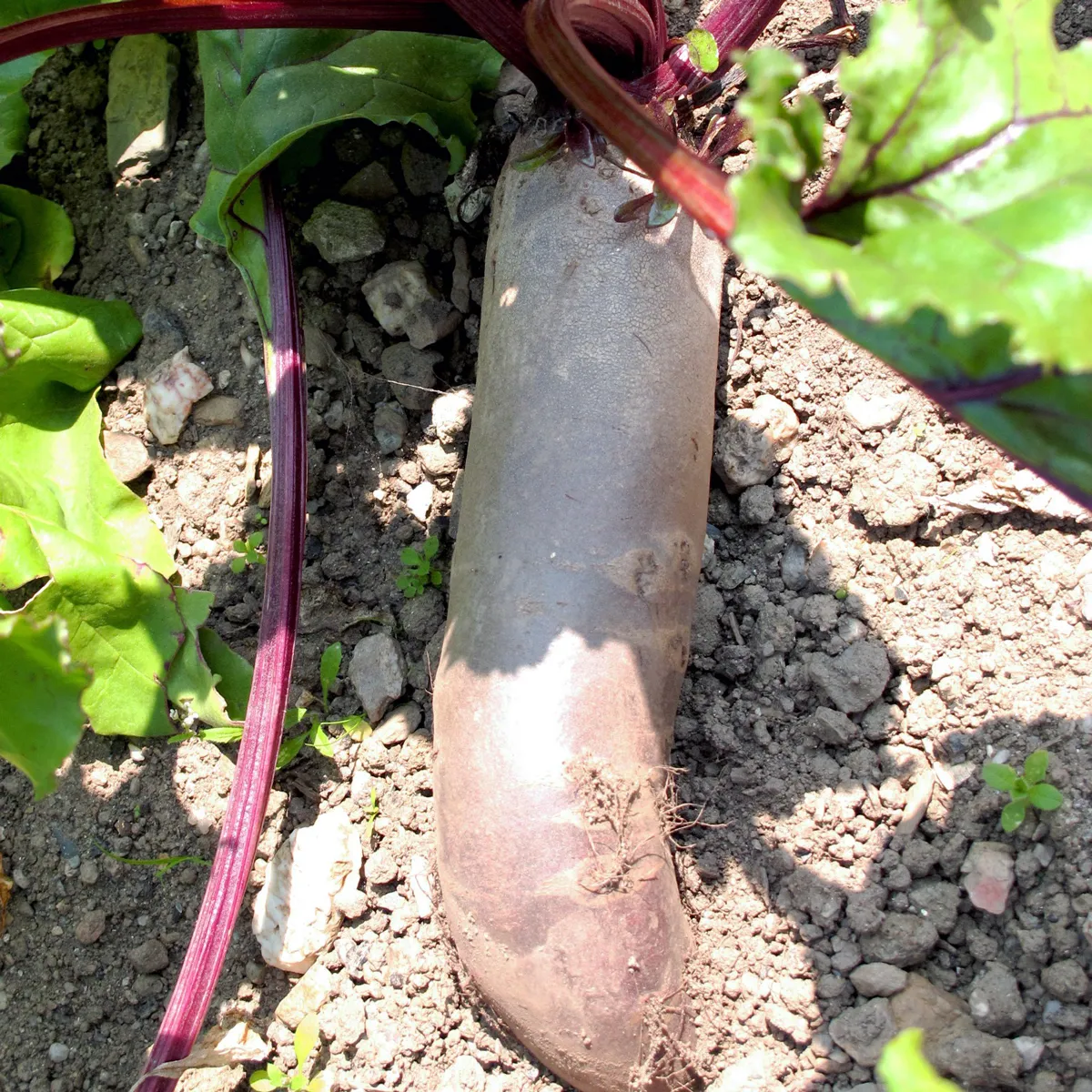 Rote Bete 'Cylindra' (Beta vulgaris) Bio Saatgut