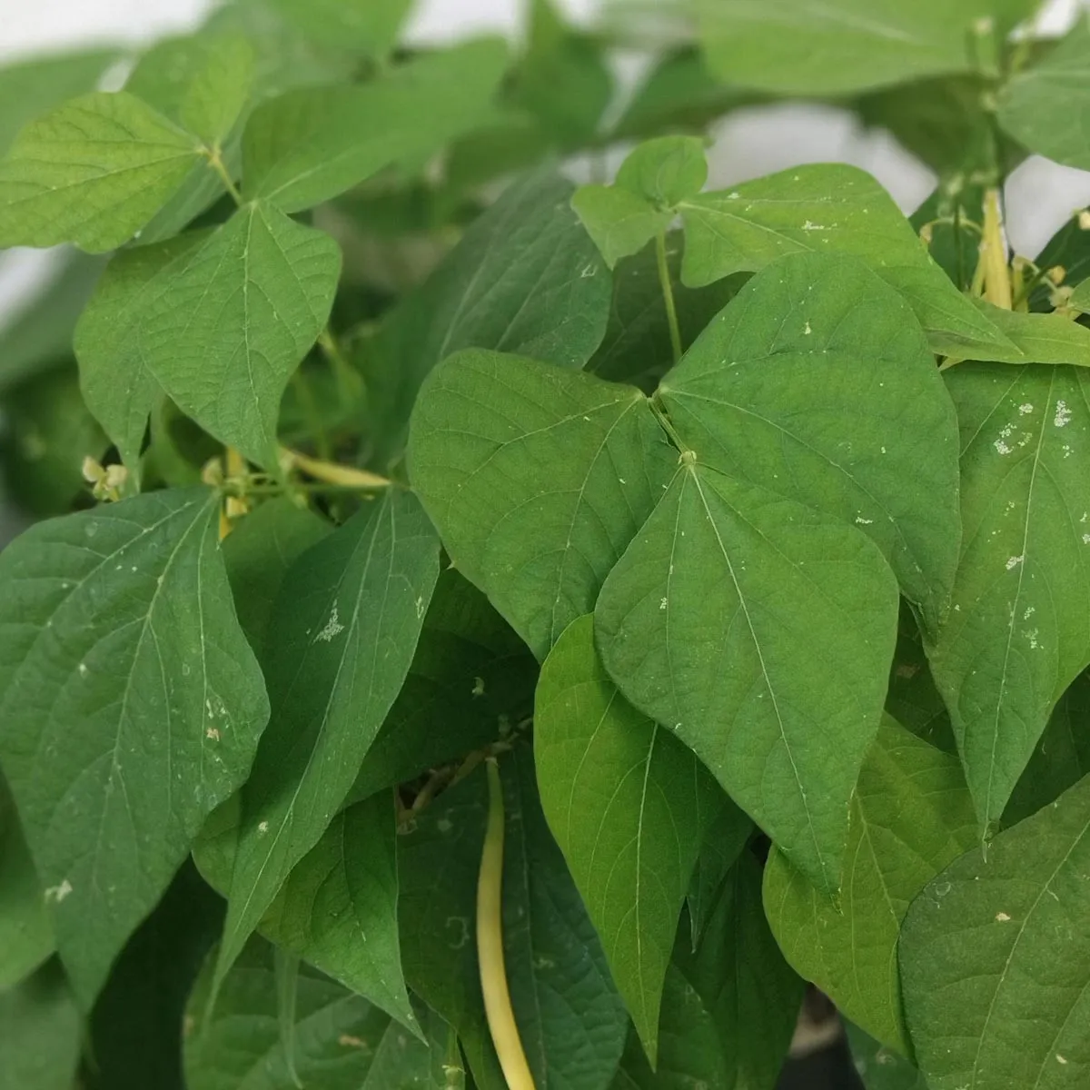 Gelbe Buschbohne 'Dior' (Phaseolus vulgaris) Bio Saatgut