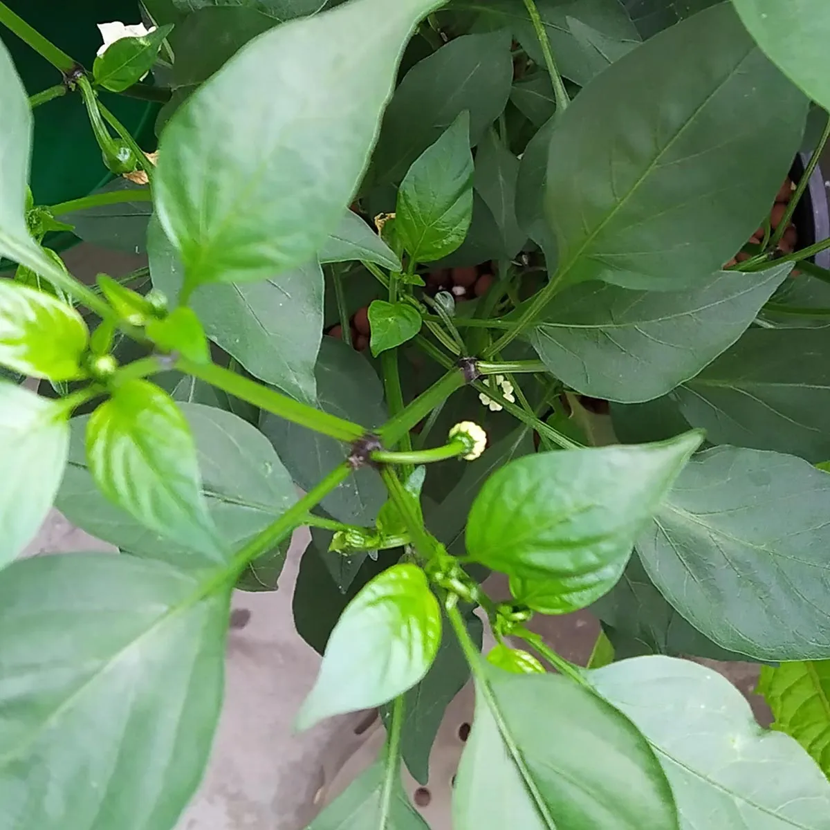 Chili 'Pasilla Bajo' (Capsicum annuum) Samen