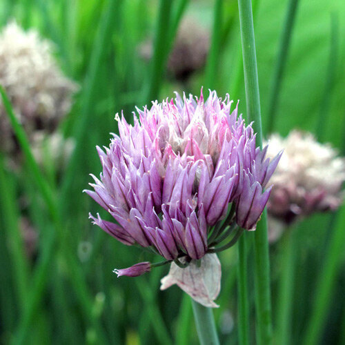Violette Blütenkugel am Schnittlauch 'Gonzales' (Allium schoenoprasum)