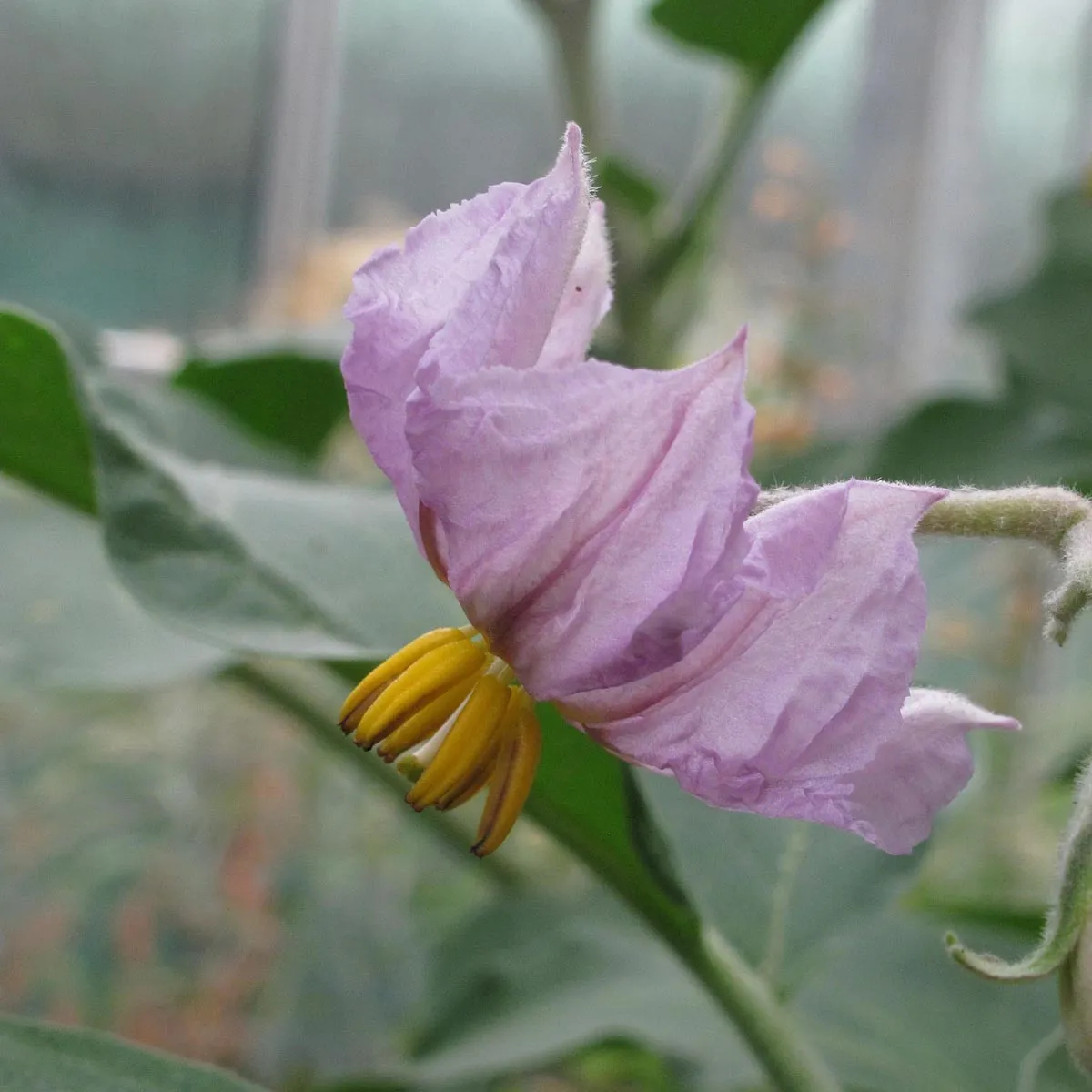 Gestreifte Aubergine 'Rotonda bianca sfumata di rosa' (Solanum melongena) Samen