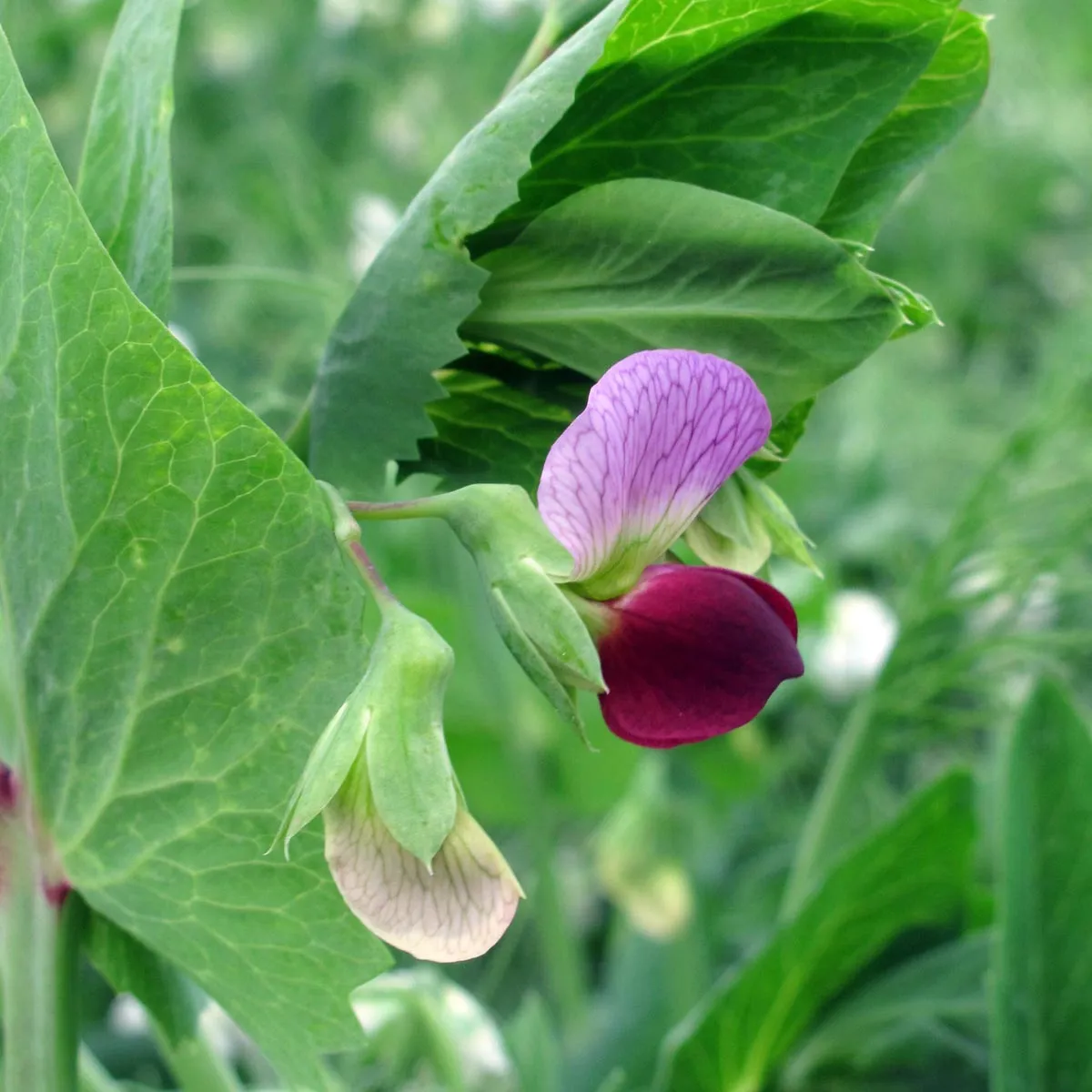 Winterzuckererbse 'Frieda Welten' (Pisum sativum) Bio Saatgut