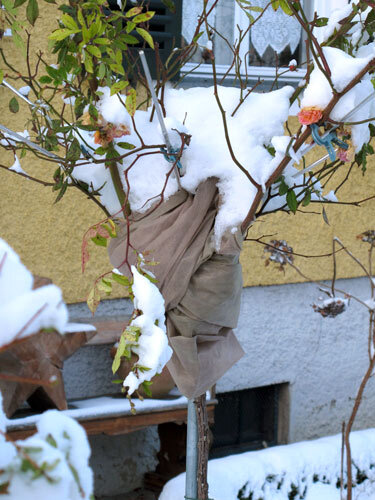Rosenhochstamm mit Winterschutz aus Vlies im Schnee