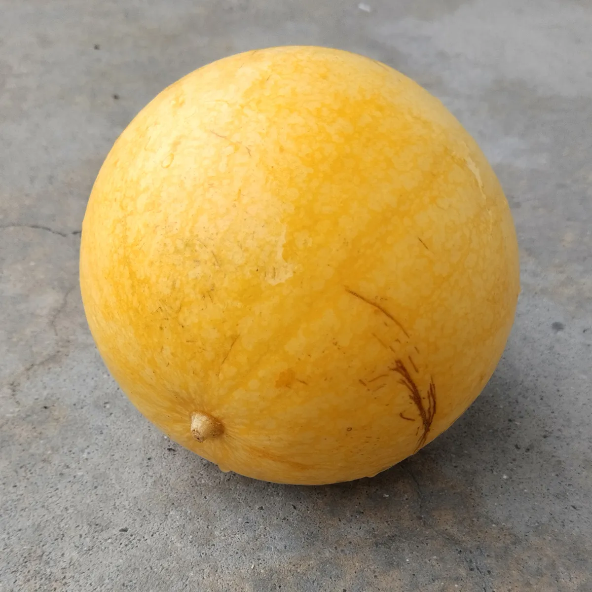 Gelbe Wassermelone 'Golden Midget' (Citrullus lanatus) Samen