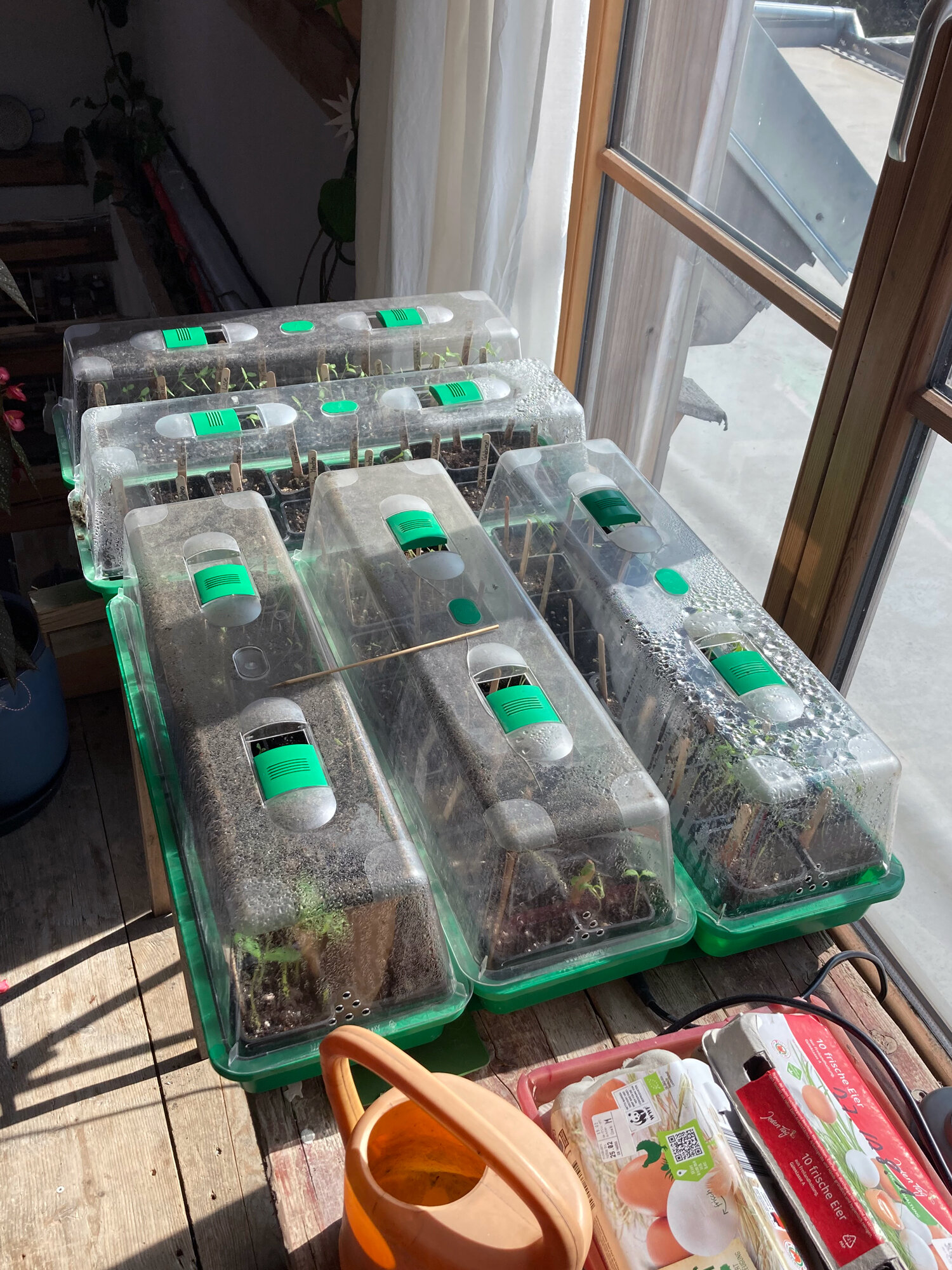 Tomaten-Anzucht im Mini-Gewaechshaus