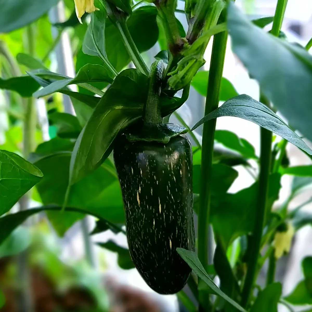 Milder Chili 'Nadapeño' (Capsicum annuum) Bio Saatgut