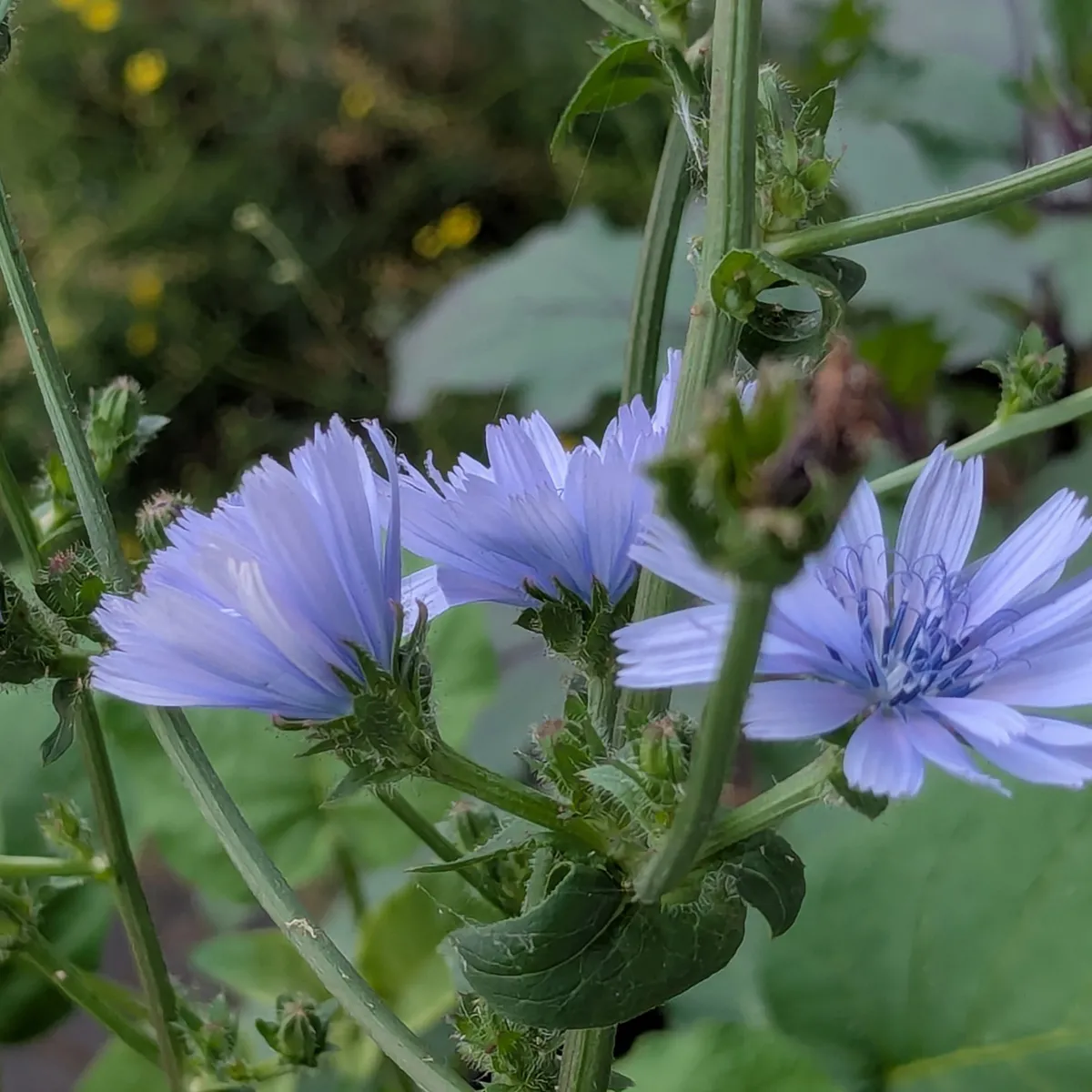 Zuckerhut Salat (Cichorium intybus var. foliosum) Bio Saatgut