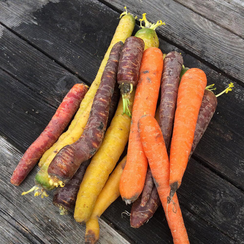 Bunte Karotten in Orange, Gelb und Violett auf einem Holztisch