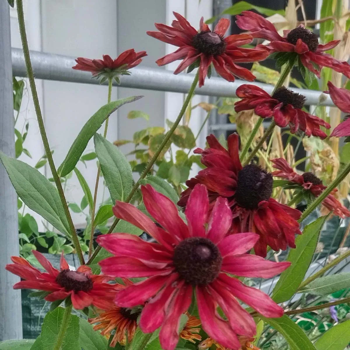 Rauer Garten-Sonnenhut 'Sahara' (Rudbeckia hirta) Samen