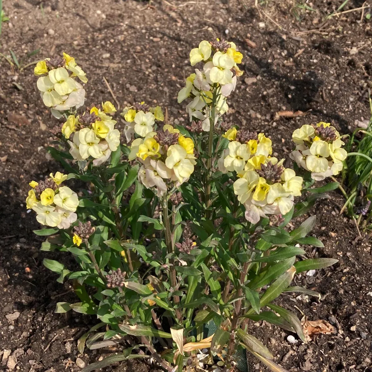 Goldlack 'Ivory White' (Erysimum cheiri) Samen