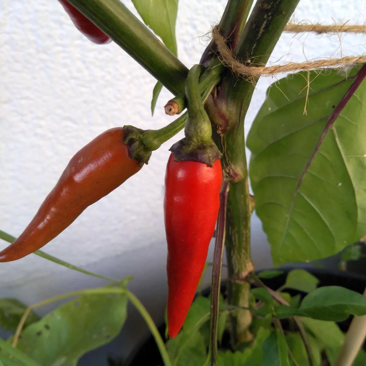 Chili 'Pasilla Bajo' (Capsicum annuum) Samen
