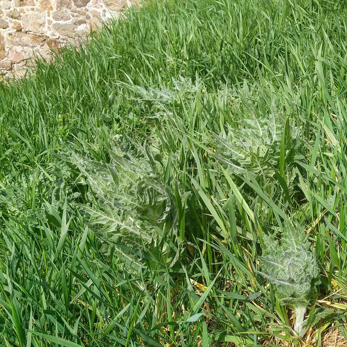 Schwarzes Bilsenkraut (Hyoscyamus niger) Samen