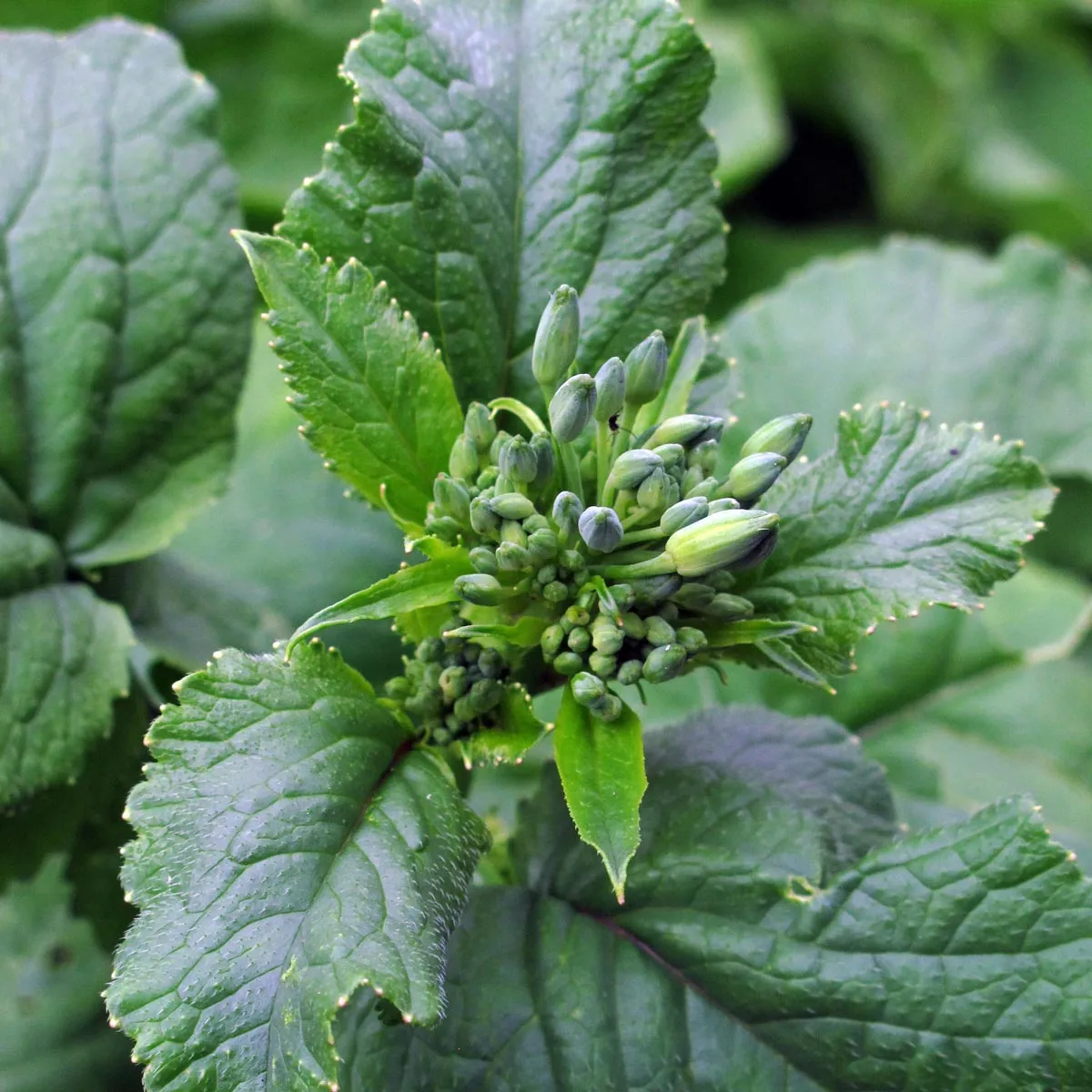 Radieschen 'French Breakfast' (Raphanus sativus) Samen