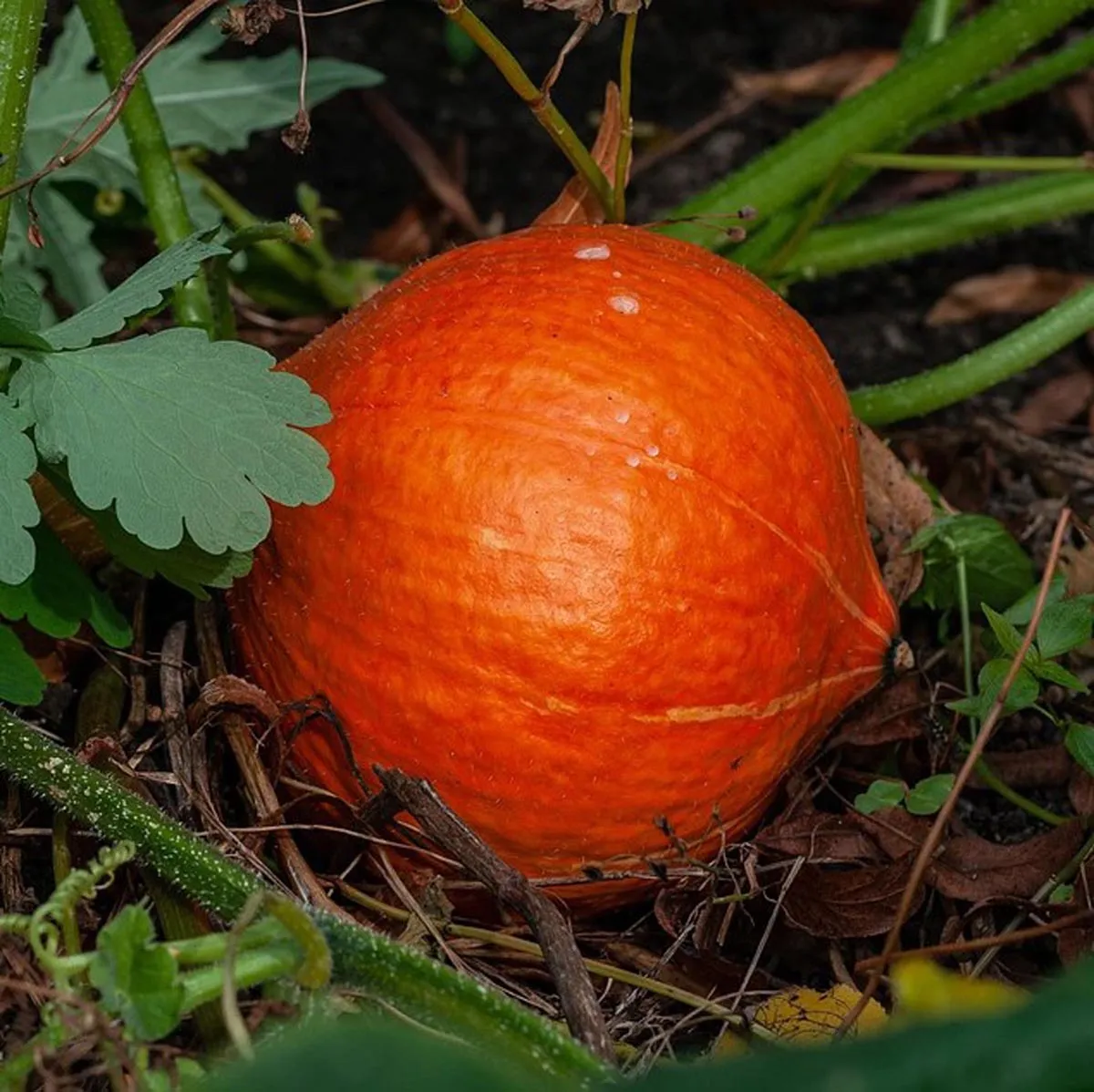 Hokkaido-Kürbis 'Red Kuri' (Cucurbita maxima) Bio Saatgut
