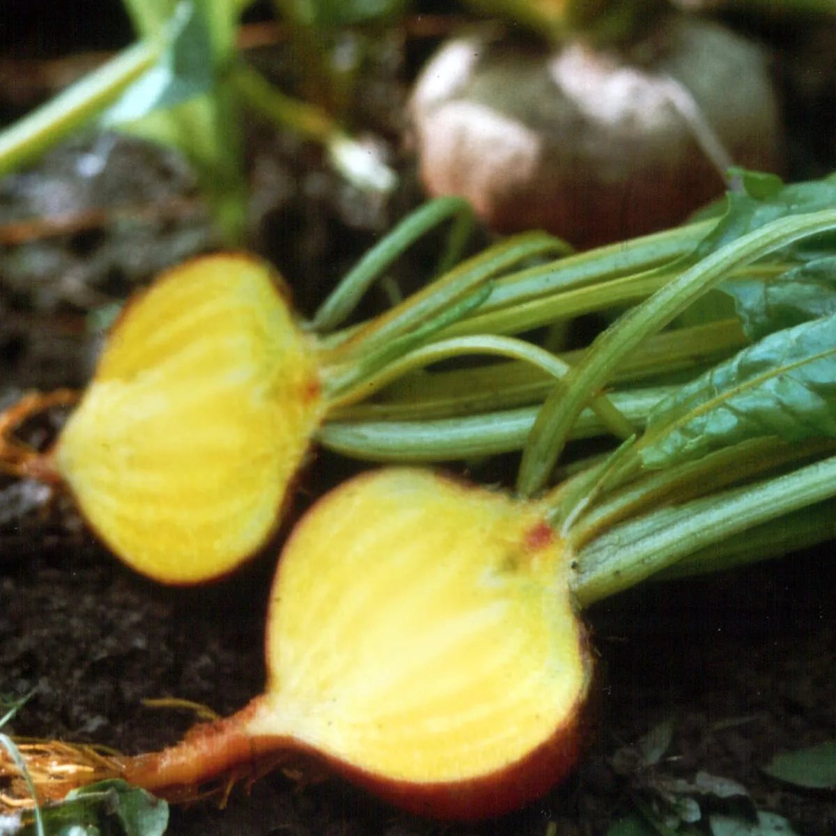 Gelbe Bete 'Golden' (Beta vulgaris) Bio Saatgut