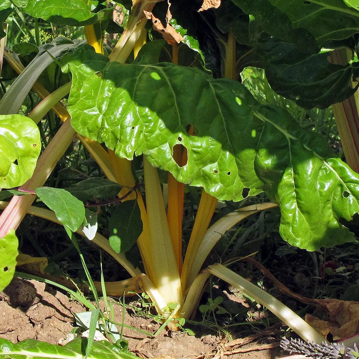 Gelber Mangold 'Bright Yellow' (Beta vulgaris subsp. vulgaris) Samen