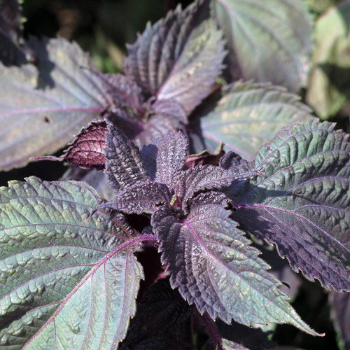 Rotes Shiso mit purpurfarbenen, gezähnten Blättern