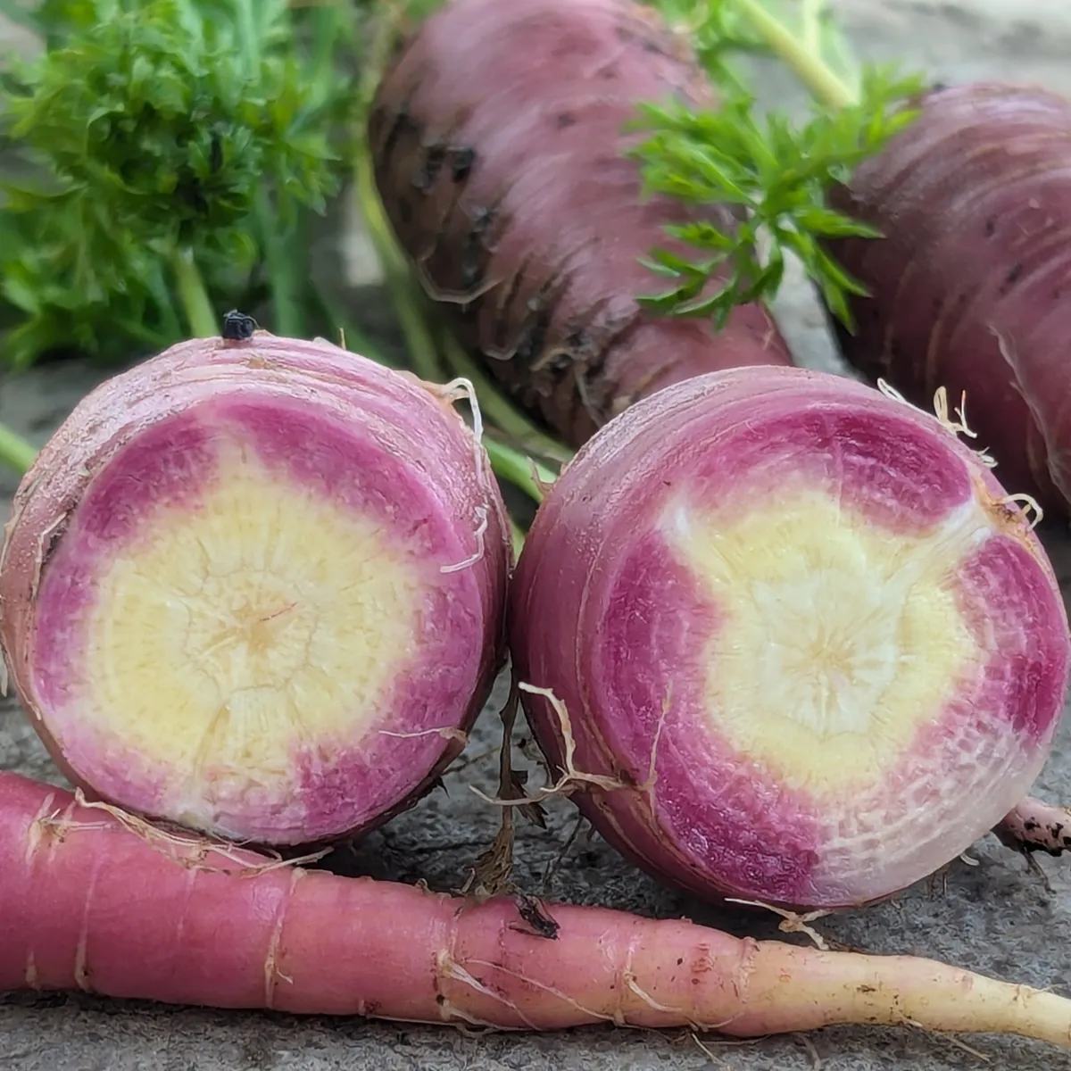 Violette Karotte 'Gniff' (Daucus carota) Bio-Saatgut