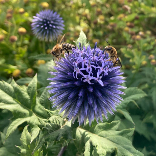 Blaue Kugeldistel (Echinops ritro) mit zwei Wildbienen auf der Blütenkugel