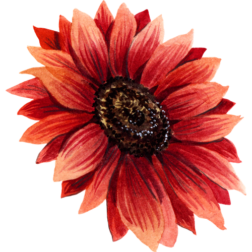 Sonnenblumen