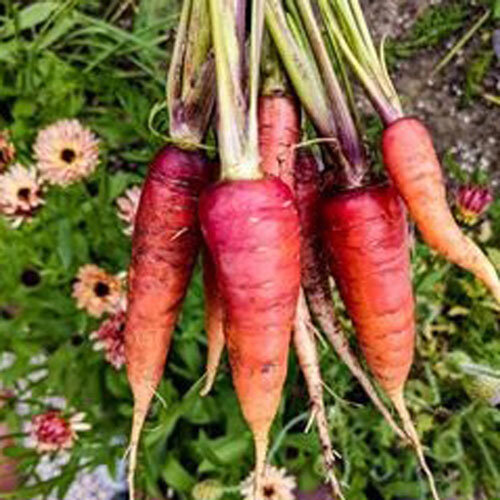 Bund frisch geernteter roter und oranger Karotten vor blühenden Ringelblumen