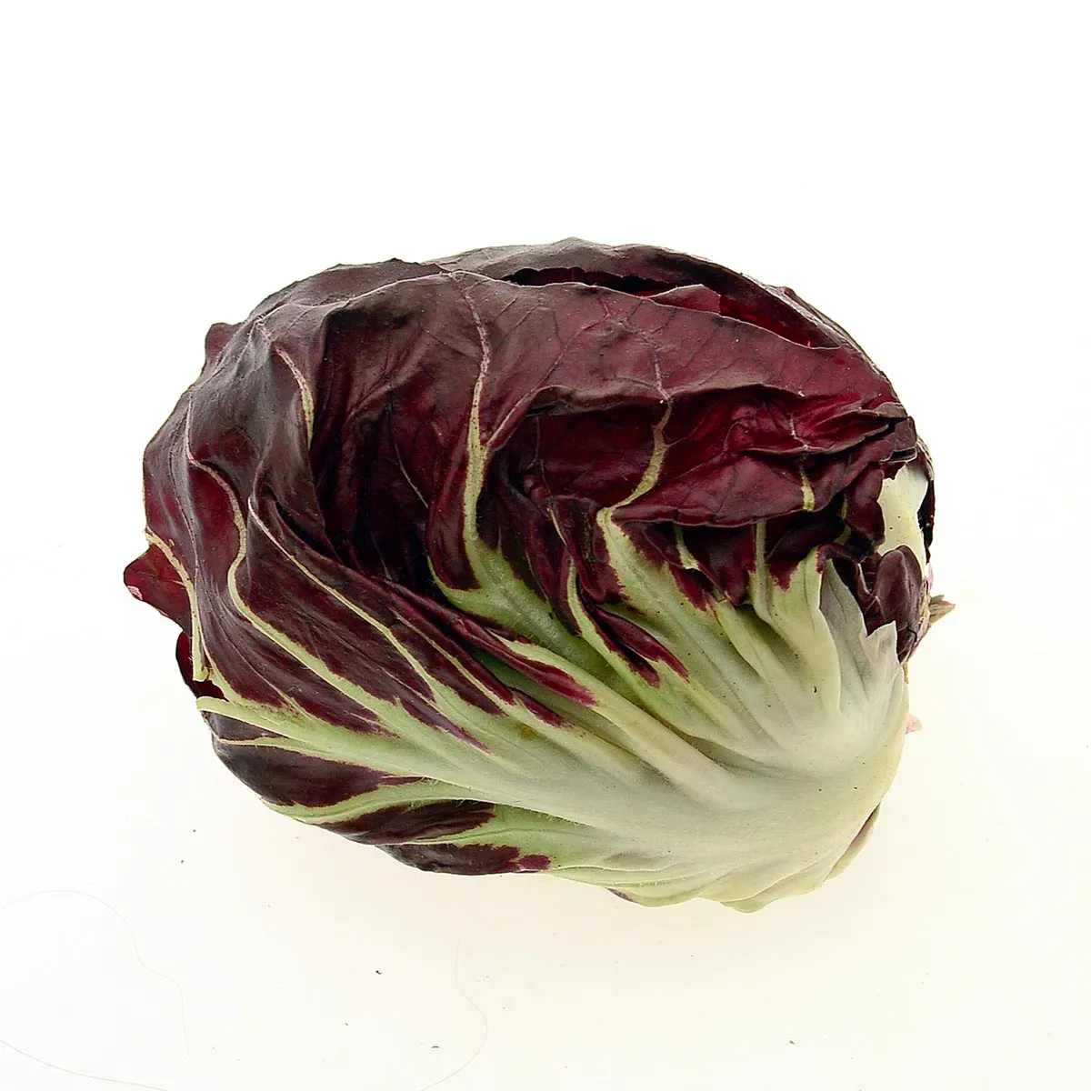 Radicchio 'Palla Rossa' (Cichorium intybus var. foliosum) Bio Saatgut