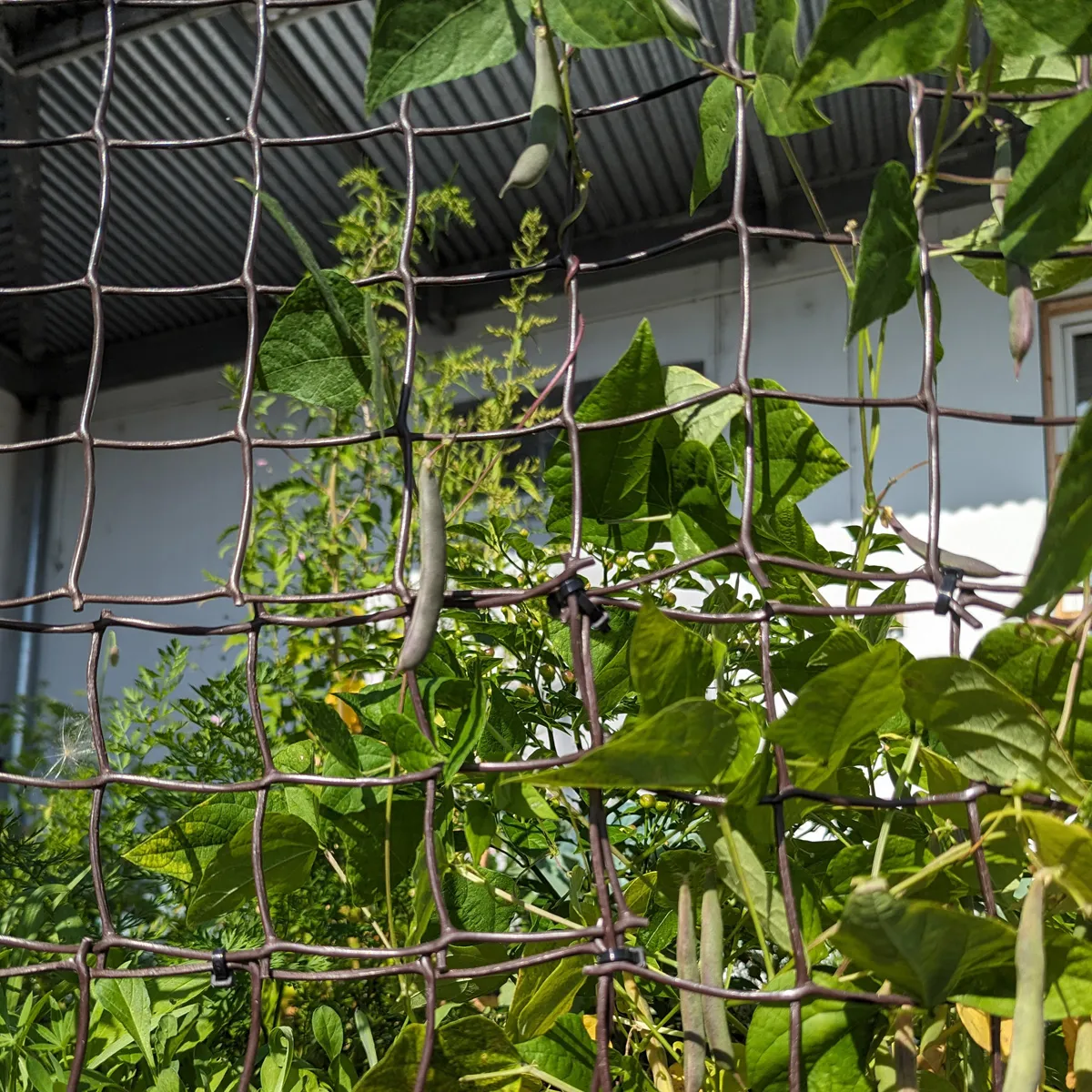Teparybohne 'Black Mitla' (Phaseolus acutifolius) Samen