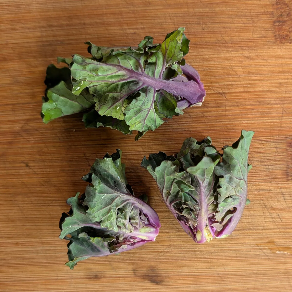 Kohlröschen (Brassica oleracea var. gemmifera x sabellica) Samen