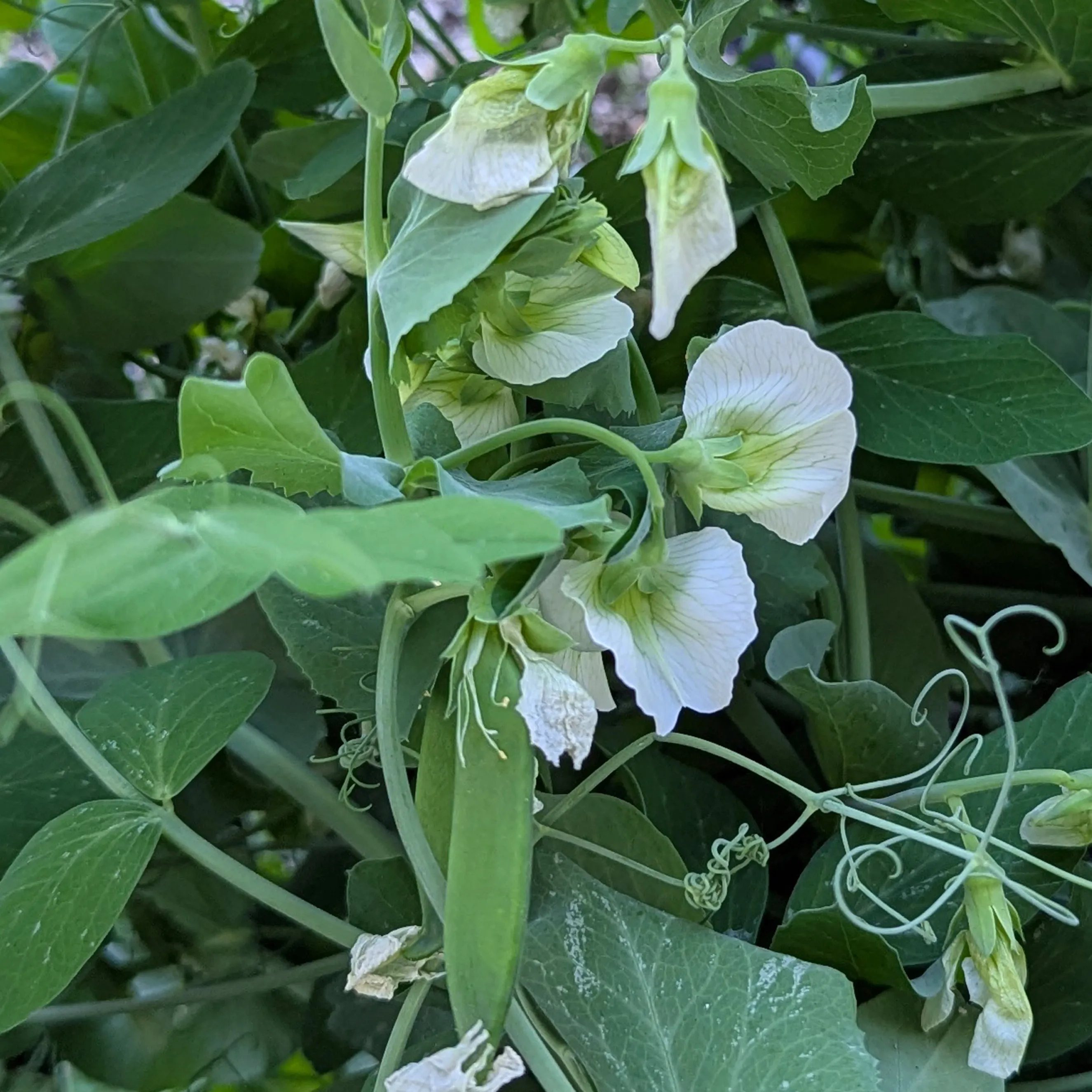 Wintererbse 'Sima' (Pisum sativum) Bio