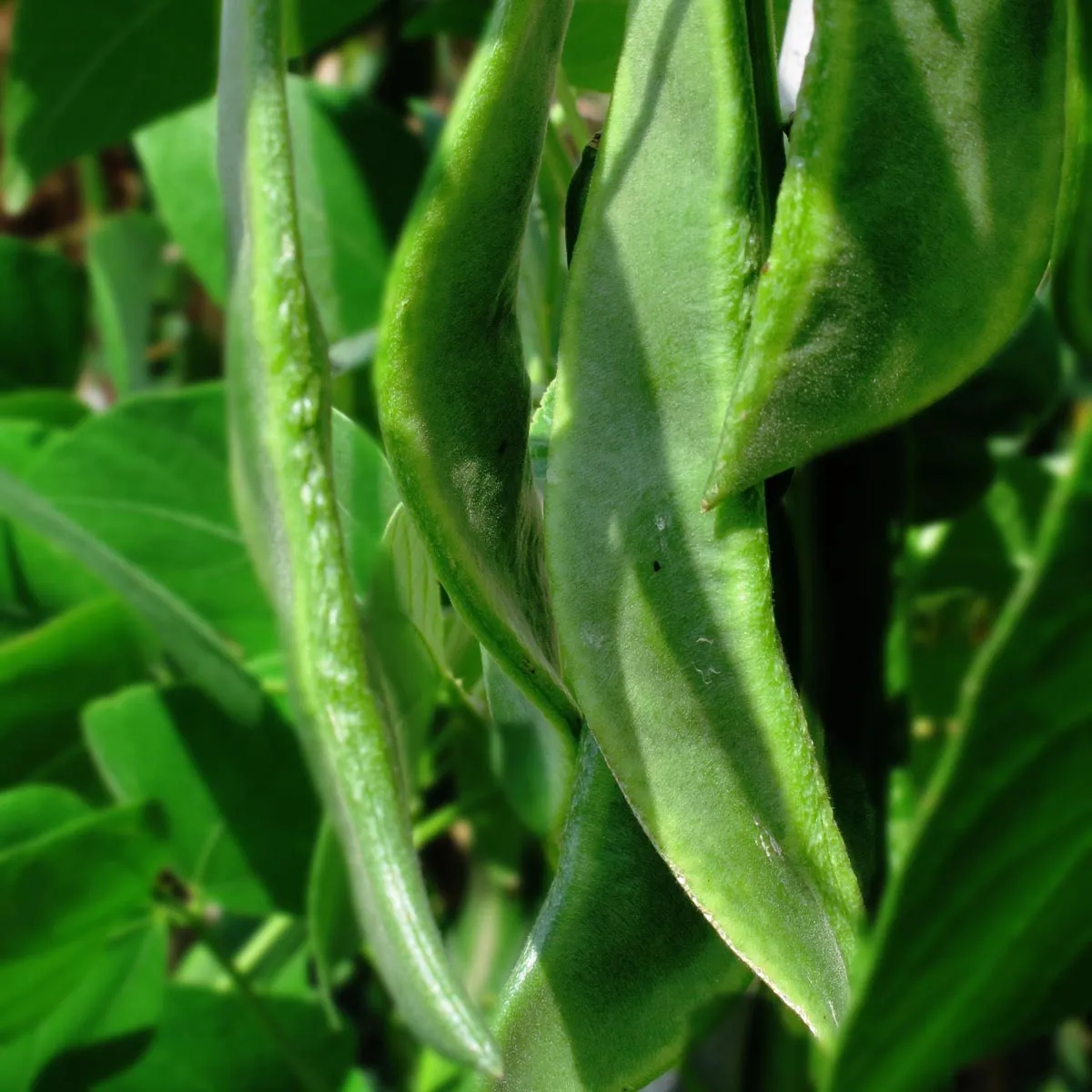 Limabohne / Mondbohne (Phaseolus lunatus) Samen