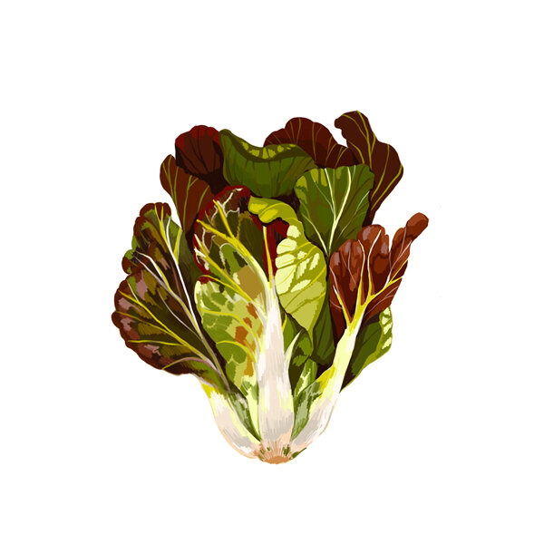 Romanasalat