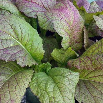 Roter Blattsenf 'Red Giant' (Brassica juncea) mit grünen, violett geäderten Blättern