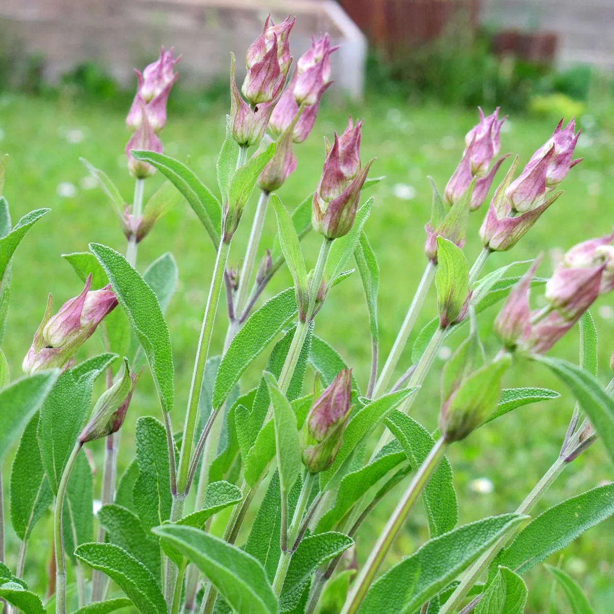 Echter Salbei (Salvia officinalis) Bio Saatgut