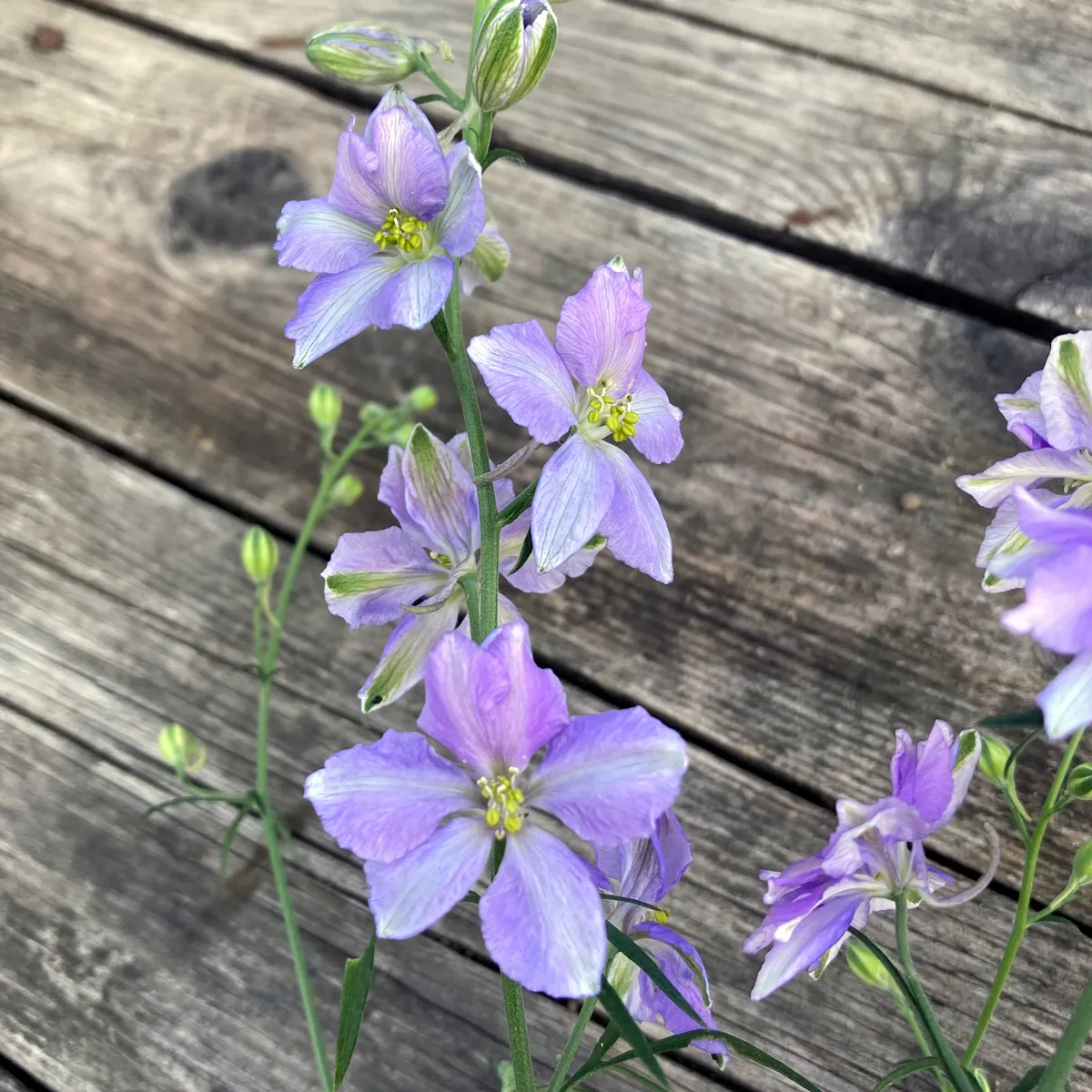 Blauer Feldrittersporn 'Blue Bell' (Consolida ajacis) Samen