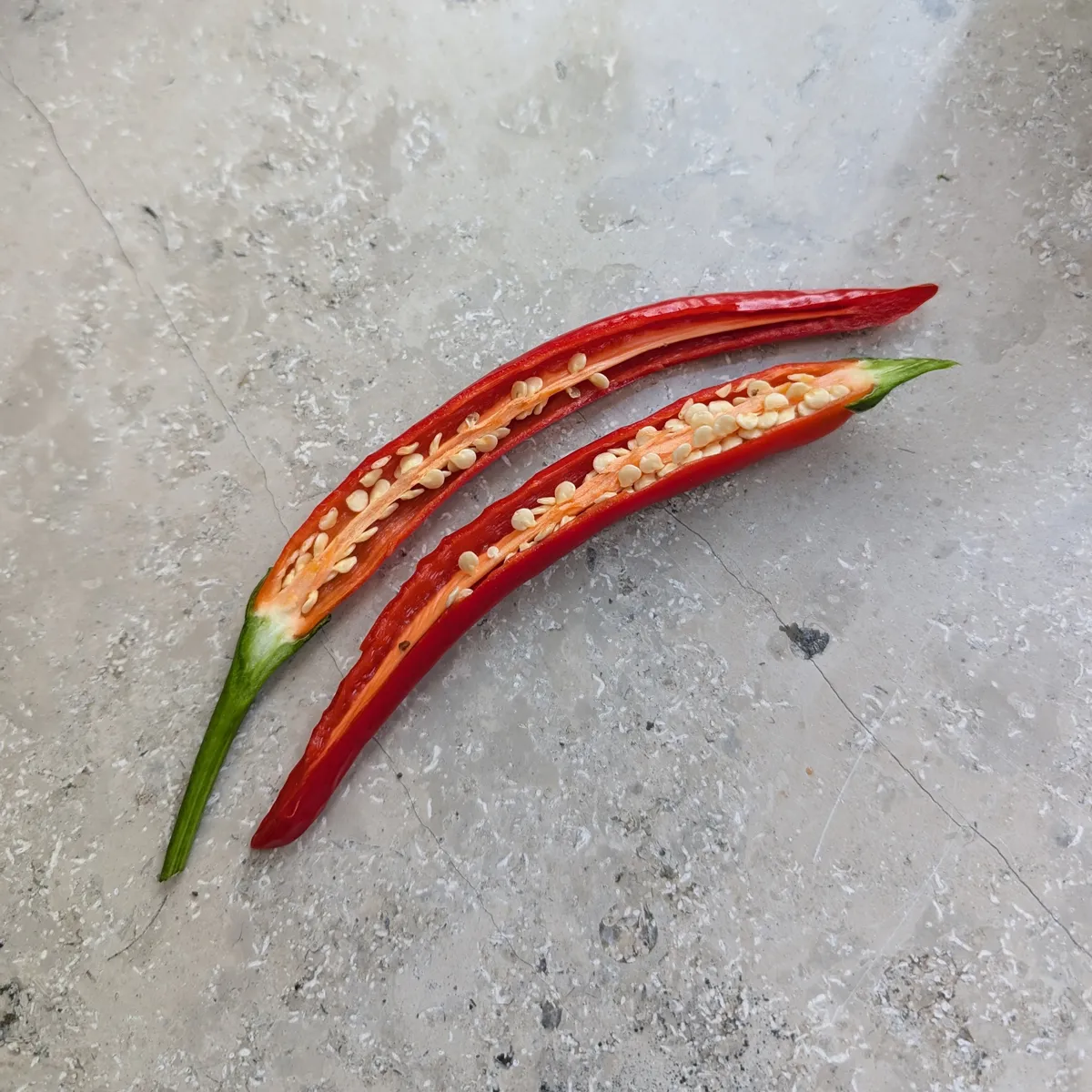 Koreanischer Chili 'Taeyang Medium' (Capsicum annuum) Bio-Saatgut