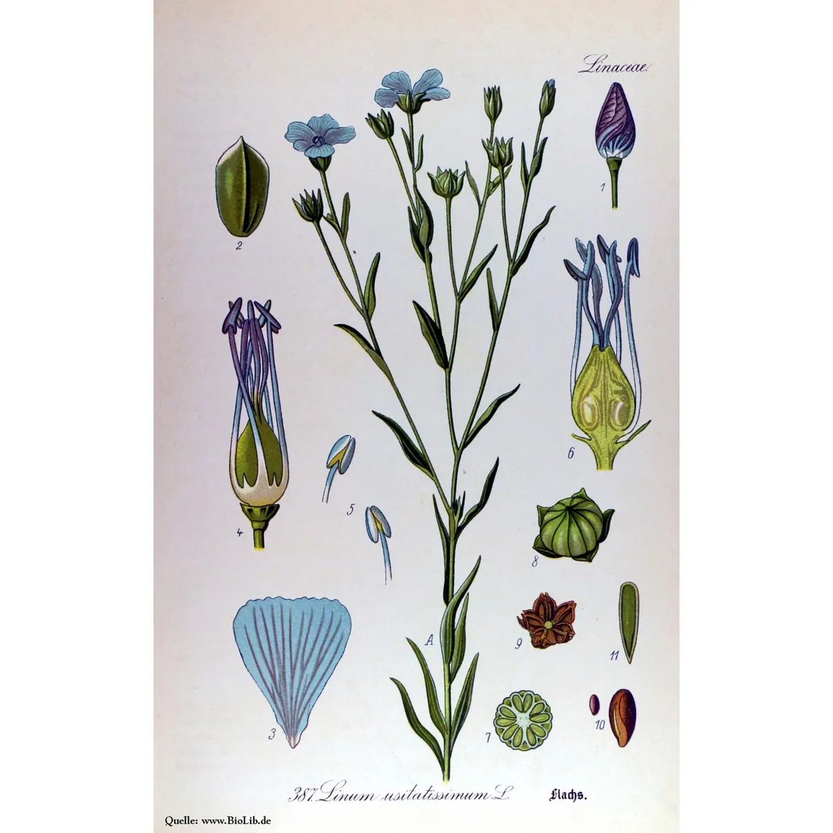 Gemeiner Lein / Flachs (Linum usitatissimum) Samen