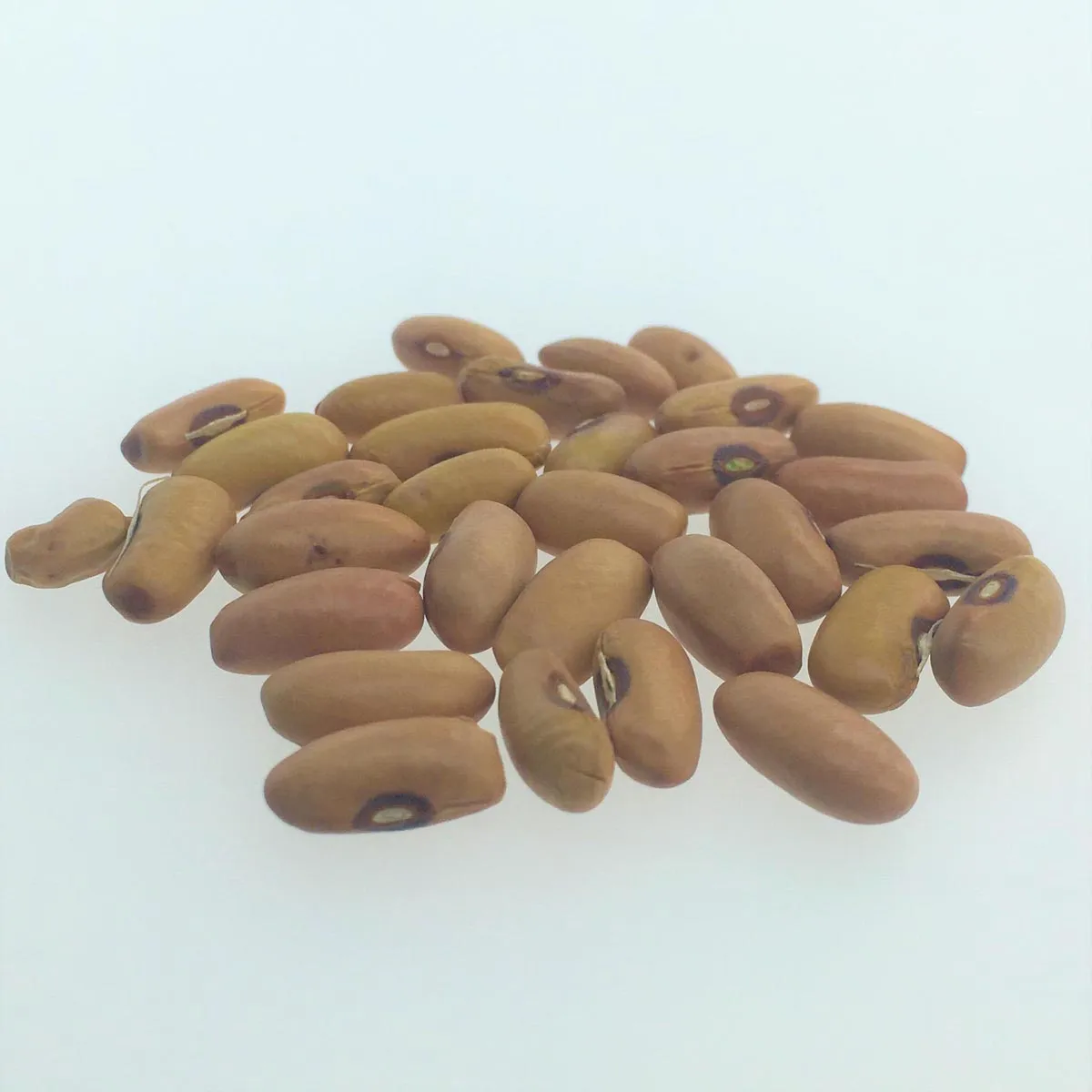 Buschbohne 'Cupidon' (Phaseolus vulgaris) Bio-Saatgut