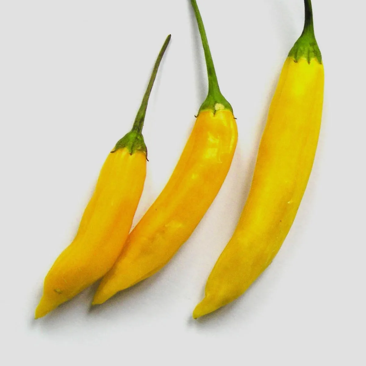 Ají limón Chili 'Lemon Drop' (Capsicum baccatum) Samen