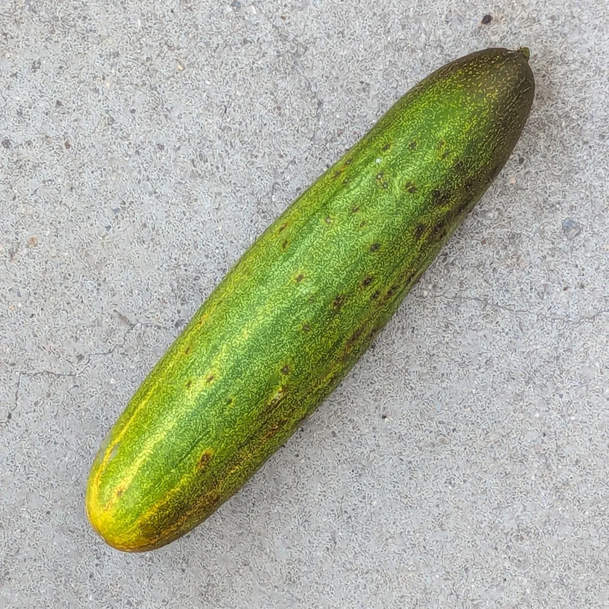 Netzgurke 'Salome' (Cucumis sativus) Bio-Saatgut