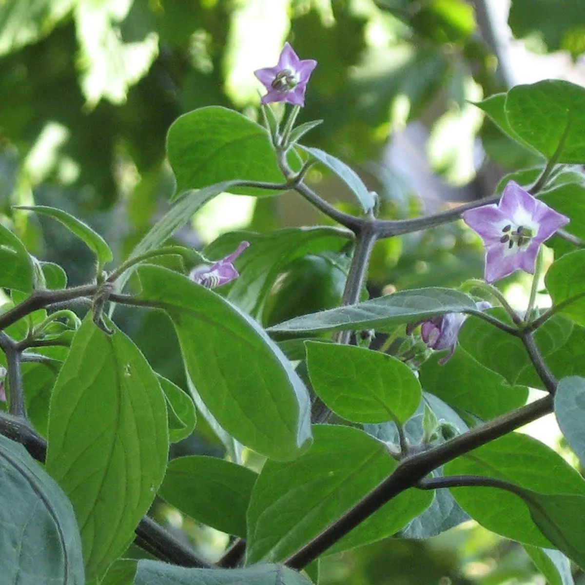 Baumchili 'Rocoto Canario' (Capsicum pubescens) Samen