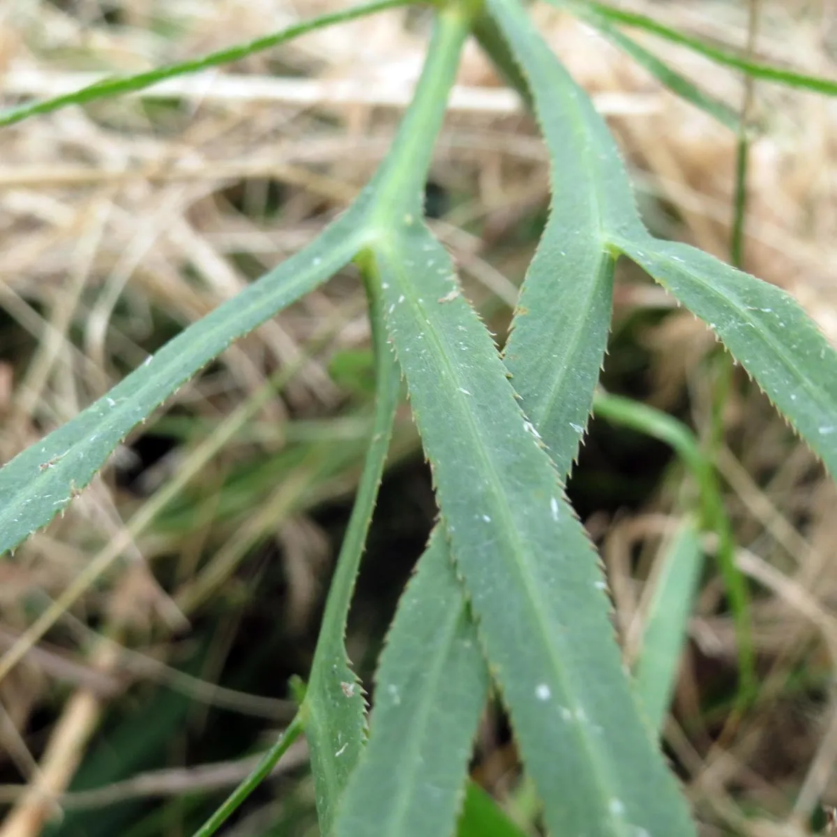 Gemeine Sichelmöhre (Falcaria vulgaris) Bio Saatgut