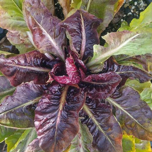 Radicchio mit rotvioletten und grünen Blättern