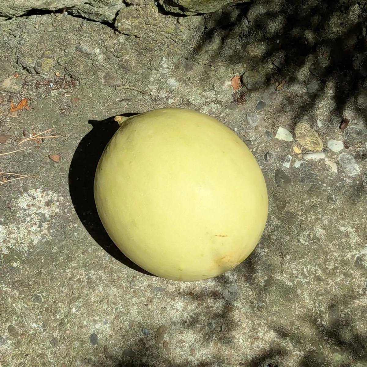 Honigmelone 'Oliwin' (Cucumis melo) Samen