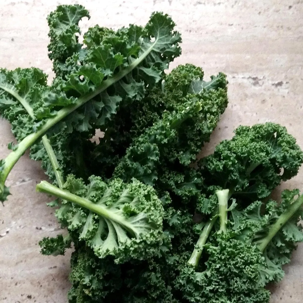 Grünkohl 'Lerchenzungen' (Brassica oleracea convar. acephala var. sabellica) Bio Saatgut