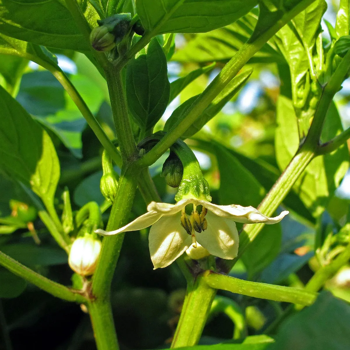 Chili 'Jalapeño' (Capsicum annuum) Samen