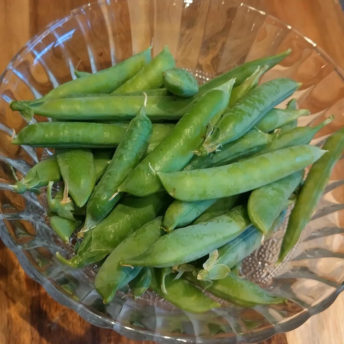 Markerbse 'Wunder von Kelvedon' (Pisum sativum L. convar. medullare) Samen